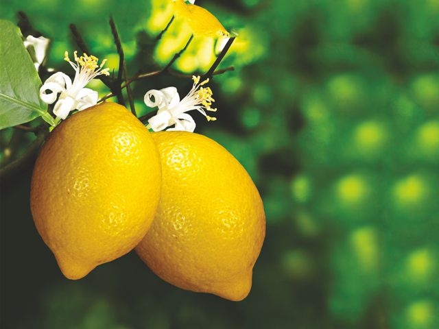 Citron